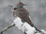Female Flicker